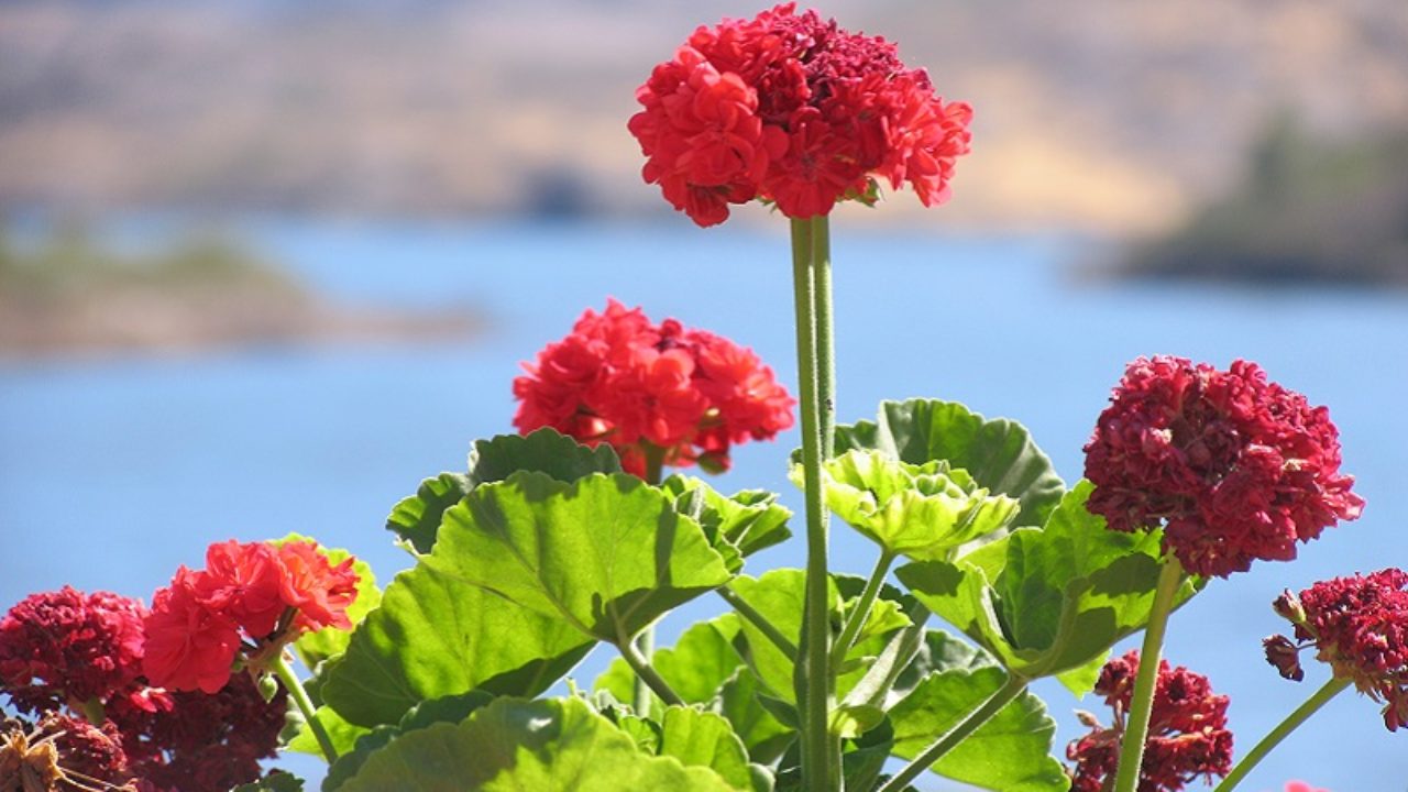 Why Is My Geranium Plant Wilting After Planting Geranium Guide