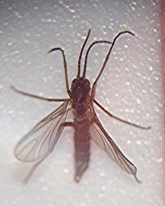 fungus gnats hydrogen peroxide