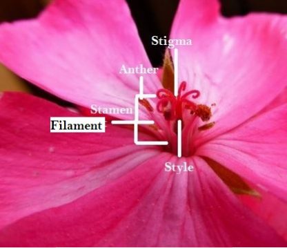 Geranium Flower Parts (Anatomy) - Geranium Guide