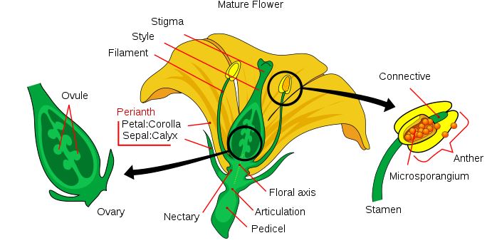 Geranium flower parts